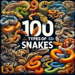 Podcast 100 Types of Snakes