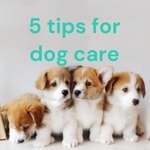 Podcast 5 tips for dog care