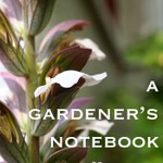 Logo of the podcast A Gardener's Notebook Podcast A Gardener's Notebook