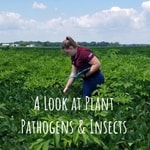 Logo of the podcast A Look at Plant Pathogens & Insects Podcast A Look at Plant Pathogens & Insects