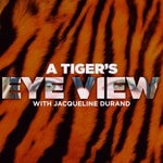 Logo of the podcast A Tiger's Eye View Podcast A Tiger's Eye View