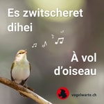 Logo of the podcast À vol d'oiseau Podcast À vol d'oiseau