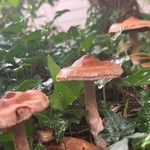 A Wonderful World of Fungi Podcast A Wonderful World of Fungi