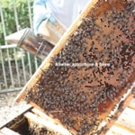 Logo of the podcast Abeille, Apiculture & Bees Podcast Abeille, Apiculture & Bees