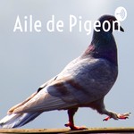 Aile de Pigeon Podcast Aile de Pigeon