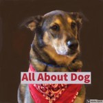 Logo of the podcast All About Dog Podcast All About Dog
