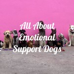 Logo of the podcast All About Emotional Support Dogs Podcast All About Emotional Support Dogs