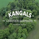 Logo of the podcast All About The Kangal Dog Podcast All About The Kangal Dog