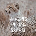 Logo of the podcast Amazing Animal Safari Podcast Amazing Animal Safari
