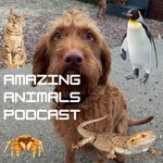 Logo of the podcast Amazing Animals Podcast Podcast Amazing Animals Podcast