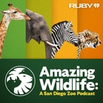 Logo of the podcast Amazing Wildlife: A San Diego Zoo Podcast