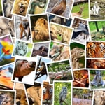 Podcast Amélie on animals 