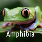 Logo of the podcast Amphibia Podcast Amphibia