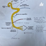 Logo of the podcast Anatomy Facial Nerve FRCA Podcast Anatomy Facial Nerve FRCA