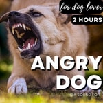 Logo of the podcast Dogs! (barking, howling, whining, growling, ecc...) Podcast Dogs! (barking, howling, whining, growling, ecc...)