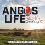 Logo of the podcast Angus Life Podcast Angus Life