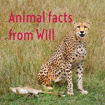 Logo of the podcast Animal facts from Will Podcast Animal facts from Will