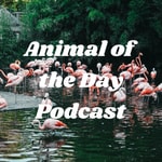 Logo of the podcast Animal of the Day Podcast Podcast Animal of the Day Podcast