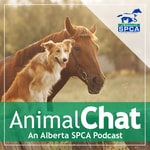 Logo of the podcast AnimalChat - An Alberta SPCA Podcast Podcast AnimalChat - An Alberta SPCA Podcast