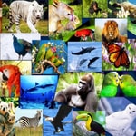 Logo of the podcast Animales Podcast Animales