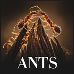 Logo of the podcast Ants Podcast Ants