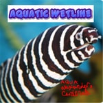 Logo of the podcast Aquatic Wetline with Aqua Alex Podcast Aquatic Wetline with Aqua Alex