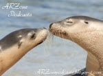 Logo of the podcast ARZone (Animal Rights Zone) Podcasts Podcast ARZone (Animal Rights Zone) Podcasts