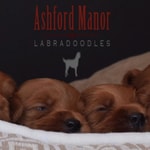 Logo of the podcast Ashford Manor Labradoodles Podcast Ashford Manor Labradoodles
