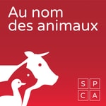 Logo of the podcast Au nom des animaux Podcast Au nom des animaux