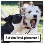 Logo of the podcast Auf den Hund gekommen! Podcast Auf den Hund gekommen!
