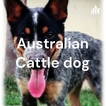 Logo of the podcast Australian Cattle dog Podcast Australian Cattle dog