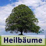 Baumheilkunde-Podcast: die mystische und heilende Seite von Bäumen Podcast Baumheilkunde-Podcast: die mystische und heilende Seite von Bäumen