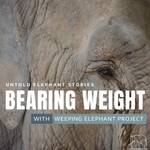 Bearing Weight Podcast Bearing Weight