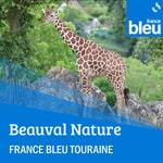 Logo of the podcast Beauval Nature Podcast Beauval Nature