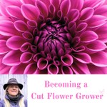 Becoming a Cut Flower Grower Podcast Becoming a Cut Flower Grower