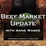Logo of the podcast Beef Market Update – RealAgriculture Podcast Beef Market Update – RealAgriculture