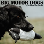 Logo of the podcast Big Motor Dogs Podcast Big Motor Dogs