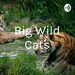 Logo of the podcast Big Wild Cats Podcast Big Wild Cats