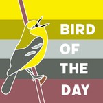 Logo of the podcast Bird of the Day Podcast Bird of the Day
