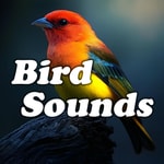 Logo of the podcast Bird Sounds Podcast Bird Sounds