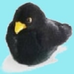Logo of the podcast Birdpod - Birdwatching Podcast Podcast Birdpod - Birdwatching Podcast