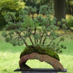 Logo of the podcast Bonsai - Jens Berner Podcast Bonsai - Jens Berner
