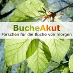 Logo of the podcast BucheAkut: Forschen für die Buche von morgen Podcast BucheAkut: Forschen für die Buche von morgen