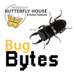 Podcast Bug Bytes