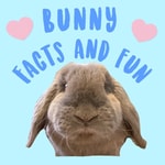 Logo of the podcast Bunny Facts and Fun Podcast Bunny Facts and Fun