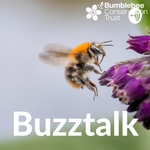 Logo of the podcast Buzztalk Podcast Buzztalk
