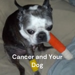 Podcast Cancer and Your Dog - What You Should Know - What You Can Do