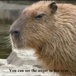 Logo of the podcast Capybara voice Podcast Capybara voice