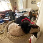 Podcast Cat chat 