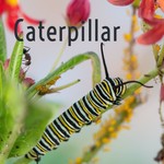 Logo of the podcast Caterpillar Podcast Caterpillar
